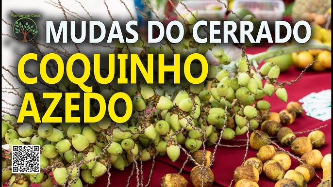 Coloração de Frutas em COQUINHOS