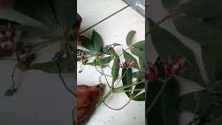 la flor de la yuca рџЊ A Lenda Da Flor De LГіtus рџЊ