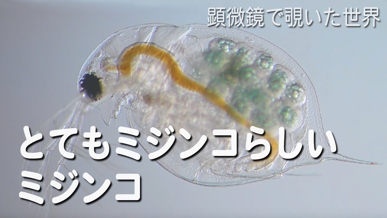 とてもミジンコらしいミジンコ Daphnia Mitsukuriかもしれません 淡水のプランクトン Youtube