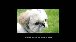 Top 10 Fascinating Facts About Shih Tzu Dogs