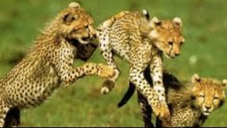 Namibia Cheetah Conservation Initiative Moves In To Save Dwindling Number Of Cheetahs