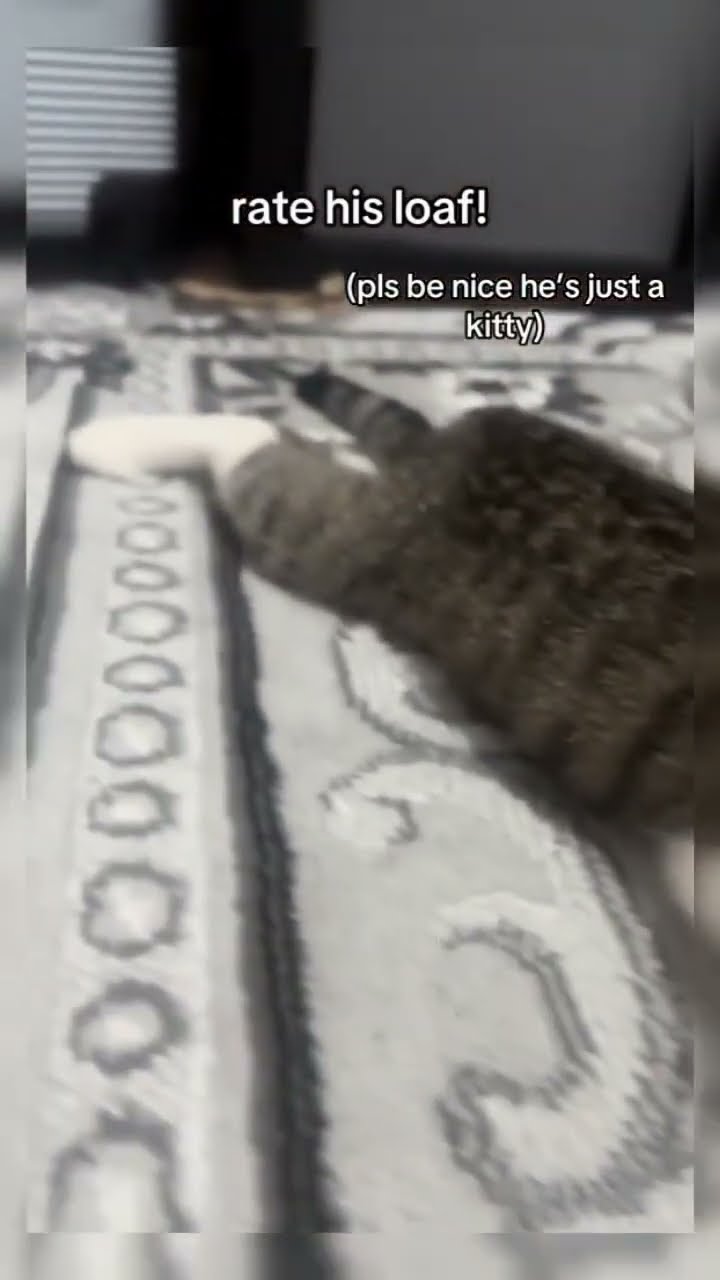 Kittyo loaf while that prvnci on he’d like pls be nice to me