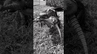 Alligator EATS Armadillo! #short #shorts #animal #nature #wildlife #reptiles #alligator #food