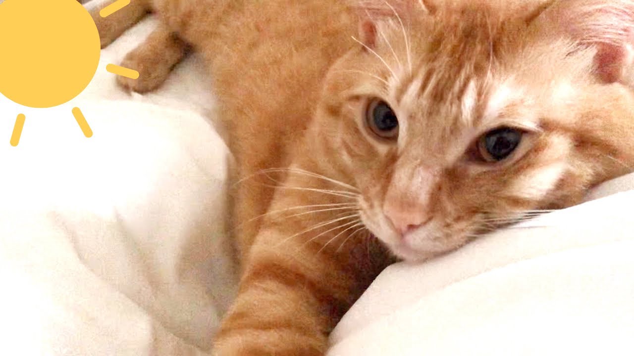 茶トラ猫かわいい ウチの 小茶お くん のスローなお目覚め編 Youtube