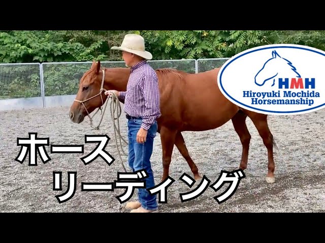 Horse Leading - YouTube