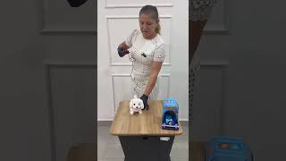 cachorrinho ch-092 a pilhas
