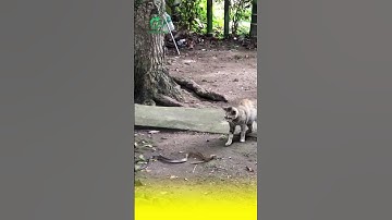 Mèo vs Rắn – Ai Sẽ Thắng? 😲