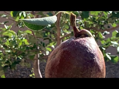 Video: Red Bartlett Pear Tree Info - Kawm Yuav Ua Li Cas Loj hlob liab Bartlett Pears