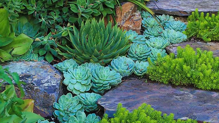 10 Way Plant succulent garden like a pro