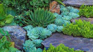 10 Way Plant succulent garden like a pro