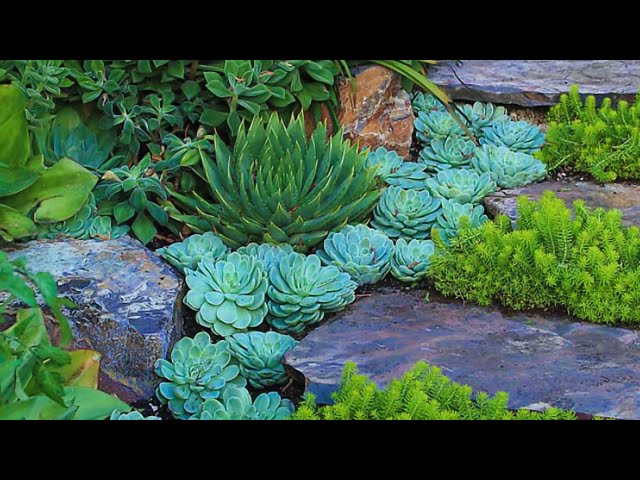 10 Way Plant succulent garden like a pro class=