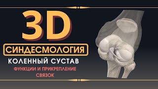 Связки Коленного Сустава - 3D Анатомия Связок - Часть 2 (мениски, крестообразные связки)
