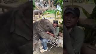 Bichinhos que nos entendem -elefantes