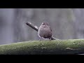 Eurasian Wren singing.  Zaunkönig singt. Eifel, Germany