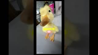 Duck rant