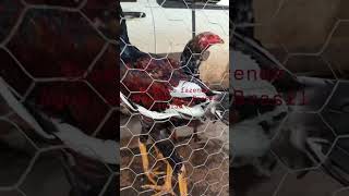 criação de frango reprodutor indo gigante.
