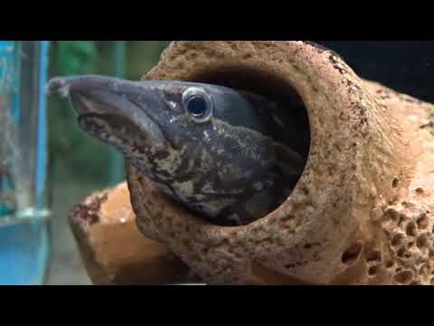 Макрогнатус глазчатый (Macrognathus aculeatus)