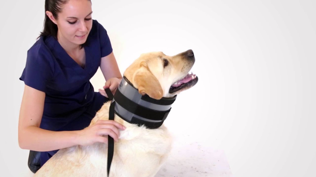 Pet Supply Stop Bite Collar Dog Vet Protect Chewing Medium 35-76 Pounds 5.5"x24" 