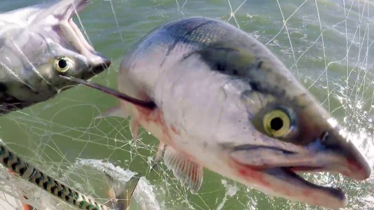 Commercial Fishing in Bristol Bay, Alaska YouTube