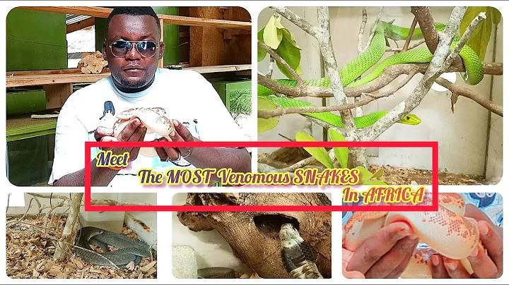 Meet the MOST VENOMOUS SNAKES in AFRICA | WATAMU SNAKE FARM | #trending #snakes #snakemilking