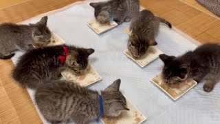 【かわいい】埼玉からやって来た6匹の子猫達の食欲がすごい