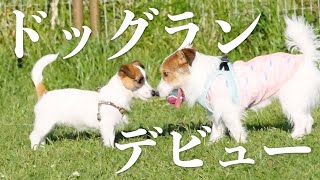 Puppy stole a toy from a friend