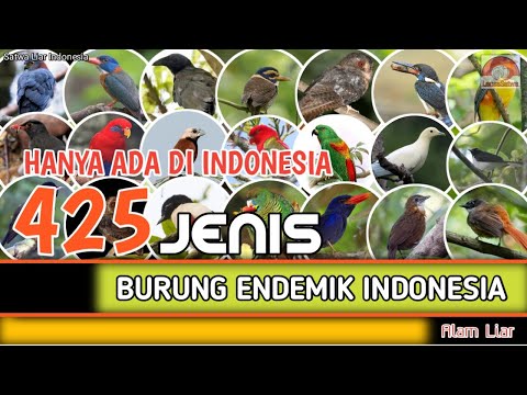 425 JENIS BURUNG ENDEMIK // DI INDONESIA // LOKASI ENDEMIKNYA.