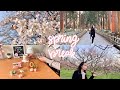 A Year As An English Teacher in Japan | Life as an ALT, spring chill vlog