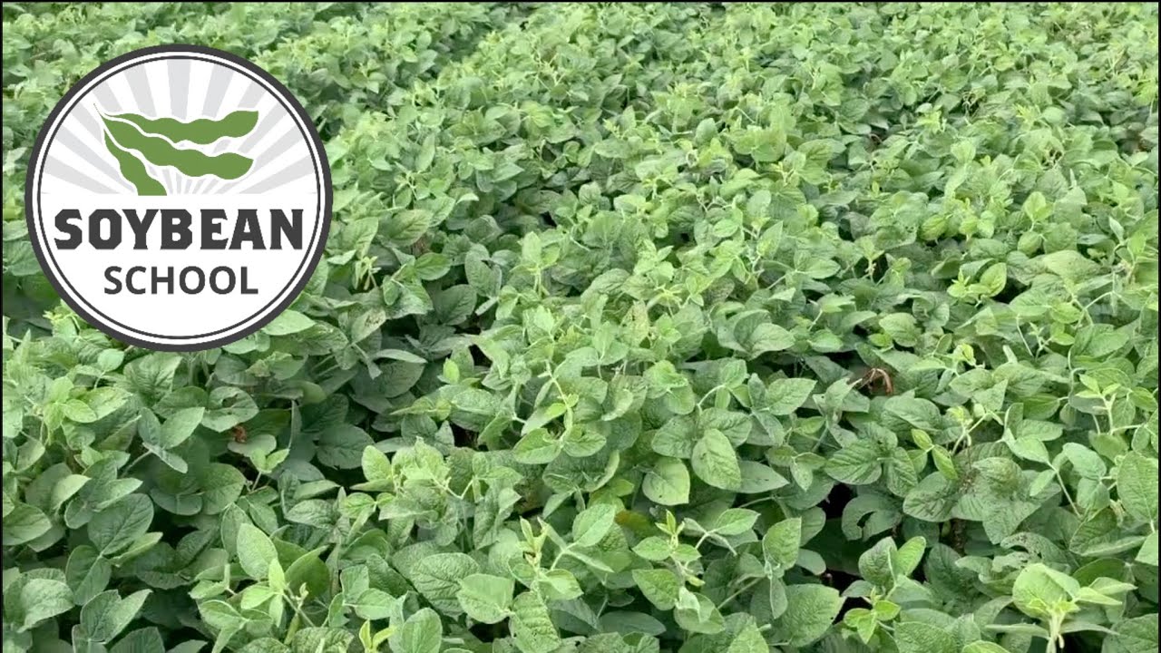 Soybean School: 15" versus 30" rows — the great debate - YouTube