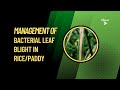 Management of bacterial leaf blight in ricepaddy