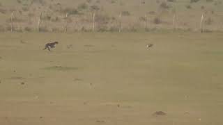 Galgos y Liebres 2025.