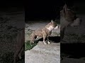 #Brut