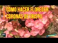 Aprende COMO CUIDAR Y HACER FLORECER A LA CORONA DE CRISTO