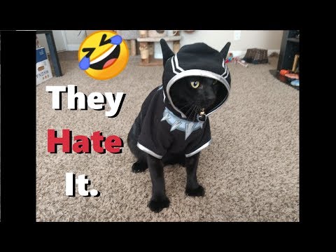 my-cats-try-halloween-costumes~