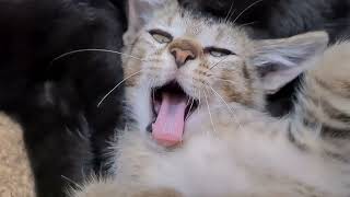 Watch my baby cats & Kitten 🐾💕, Relaxing cat video,foster cats love 🐈🐾#cats #kitten #diy