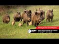 Winter Webinar Series: Wild Pig Prevention and Management Across Canada