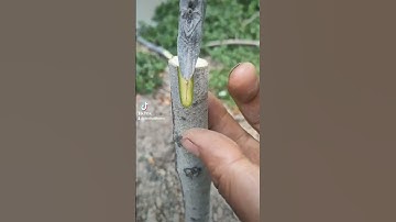 Kỹ thuật ghép cải tiến cây đào ăn quả