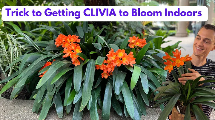 CLIVIA Houseplant - How to Grow & Flower, Root Prune (C. miniata) - Do this in Fall - DayDayNews