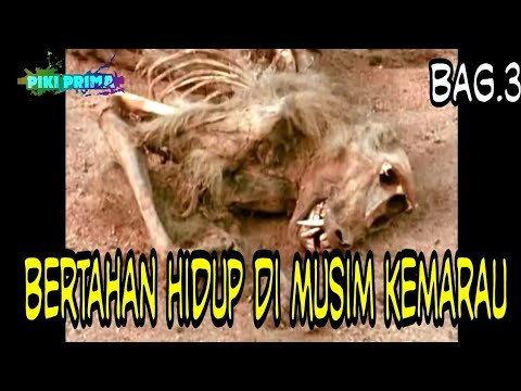 Video: Kemarau Afrika Selatan & 039 Sangat Buruk Untuk Kuda Nil, Cukup Hebat Untuk Singa - Matador Network