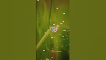 ✨ Nature Meets Math ✨ #visualcomplexity #codingart