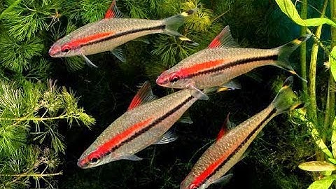 Cá Hồng Mi Ấn Độ (VietSub)-Roseline Shark