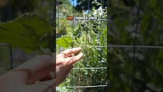 Download Lagu Train Cucumber Vines to Climb Like a Pro 🥒🧗 #CucumberPlant #TrellisTips #GardenHack #GrowYourOwn MP3 Download Lagu Train Cucumber Vines to Climb Like a Pro 🥒🧗 #CucumberPlant #TrellisTips #GardenHack #GrowYourOwn MP3