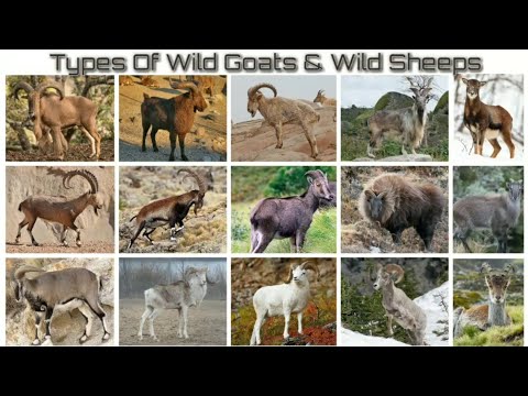 Video: Mountain goats: photos, types, names