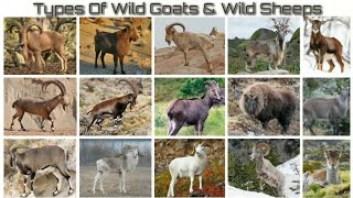 Types Of Wild Goats & Wild Sheeps