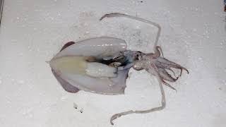 Praktikum SPH Invertebrata Filum Mollusca (Loligo sp) #praktikum_sph_2021 #biologi_unand