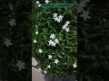 “Motia, also known as jasmine, is a magical flower. Its sweet fragrance is world’s finest perfumes.