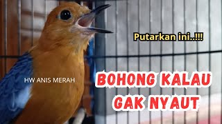 Suara Konslet Nraktak Ngeplong Naikin Birahi Anis Merah | HW ANIS MERAH