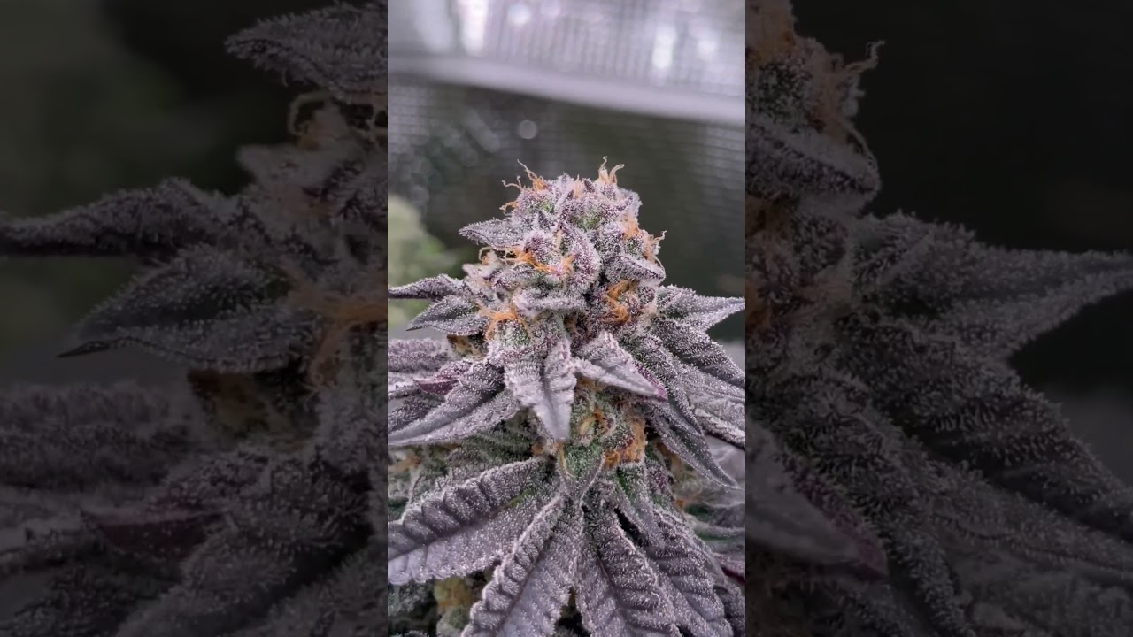 Ztrawberry - Green House Seeds