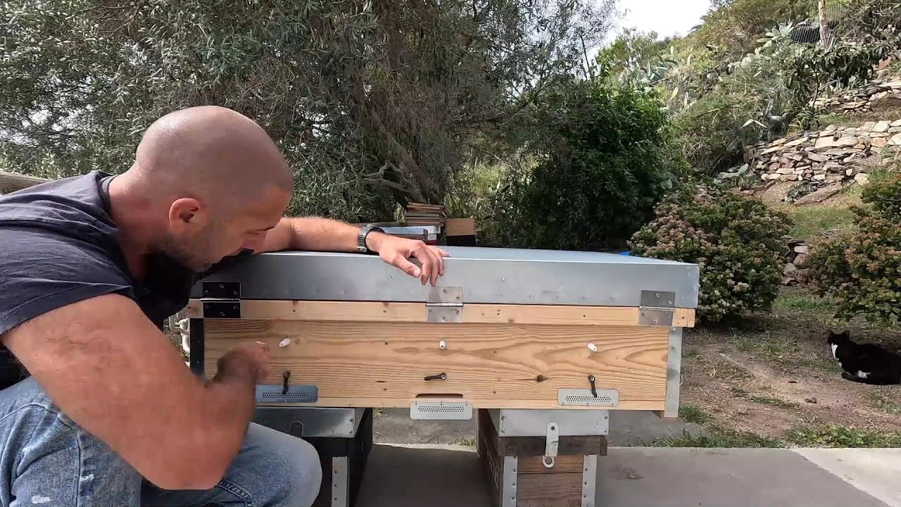 𝐅𝐀𝐁𝐑𝐈𝐂𝐀 𝐀𝐁𝐄𝐉𝐀𝐒 𝐑𝐄𝐈𝐍𝐀𝐒 𝐒𝐈𝐍 𝐏𝐀𝐑𝐀𝐑 !! 🐝🐝🐝