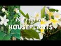 15 BEST FRAGRANT HOUSEPLANTS IDEAS | GROW THESE INTENSELY NATURAL SCENTED FLOWER PLANTS IN YOUR HOME